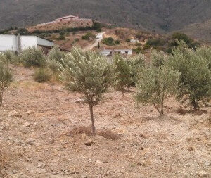 Land - ID R2983151