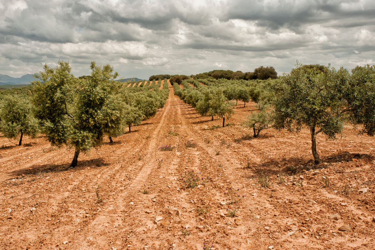 Finca - Cortijo - ID R3224398 - Image 4