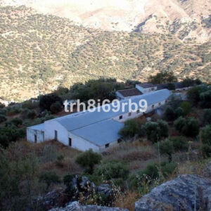Olive Grove - ID R199057
