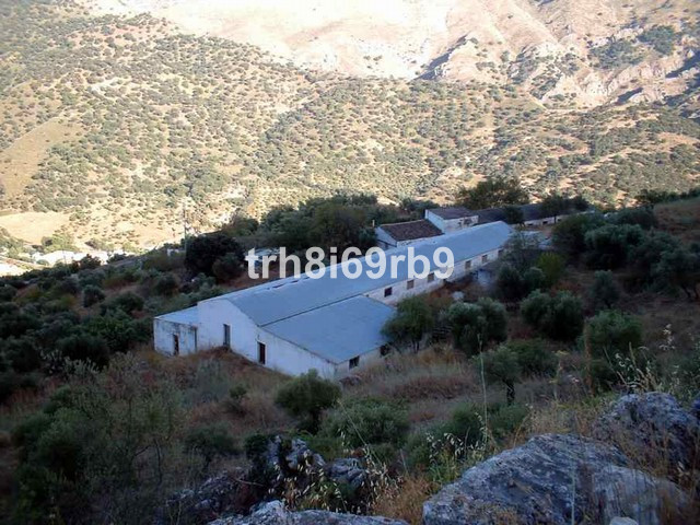 Olive Grove - ID R199057