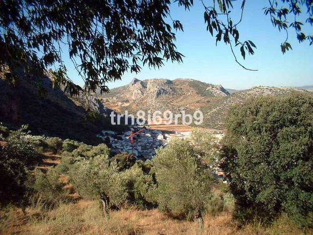 Olive Grove - ID R199057 - Image 5