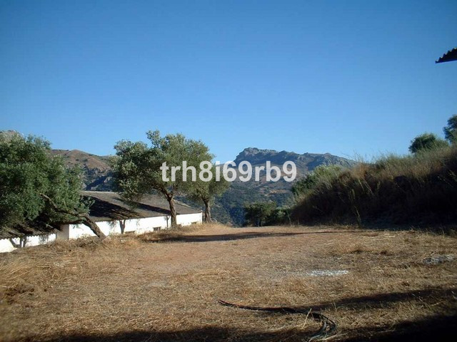 Olive Grove - ID R199057 - Image 7
